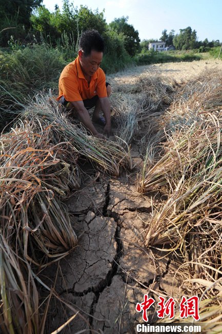 8月1日,湖南省湘潭縣排頭鄉仁陂村的眾多稻田出現了龜裂。據湖南省防汛抗旱指揮部辦公室最新發布稱,截至7月31日,湖南共有107個縣市區1179萬畝農作物受旱(重旱330萬畝、干枯110萬畝),近129萬人、61萬頭大牲畜因旱出現臨時飲水困難,367條溪河斷流、347座小型水庫、9.34萬處山塘干涸。中新社發 楊華峰 攝