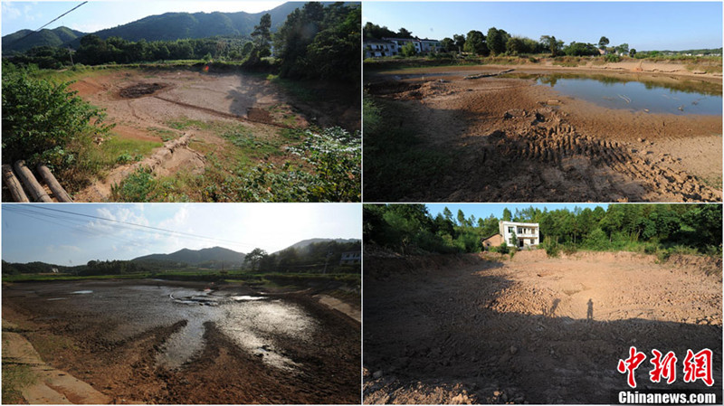 8月1日,湖南省湘潭縣的涓水河斷流,排頭鄉仁陂村稻田龜裂,山塘干涸,嚴重影響了周邊居民的生活。據湖南省防汛抗旱指揮部辦公室最新發布稱,截止7月31日,湖南共有107個縣市區1179萬畝農作物受旱(重旱330萬畝、干枯110萬畝),近129萬人、61萬頭大牲畜因旱出現臨時飲水困難,367條溪河斷流、347座小型水庫、9.34萬處山塘干涸。圖為排頭鄉仁陂村的眾多山塘已干涸。(拼版圖片) 楊華峰 攝