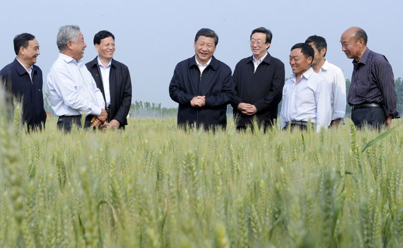 5月9日至10日，中共中央總書記、國家主席、中央軍委主席習(xí)近平在河南省考察工作。這是5月9日下午，習(xí)近平在尉氏縣張市鎮(zhèn)高標(biāo)準(zhǔn)糧田察看小麥長(zhǎng)勢(shì)。新華社記者 張鐸 攝