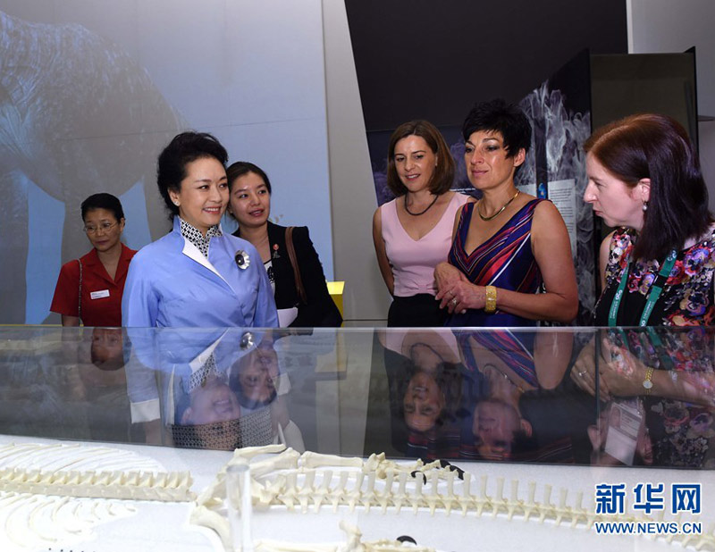 11月16日，中國國家主席習近平夫人彭麗媛在布裡斯班參觀昆士蘭州博物館。 新華社記者 饒愛民 攝
