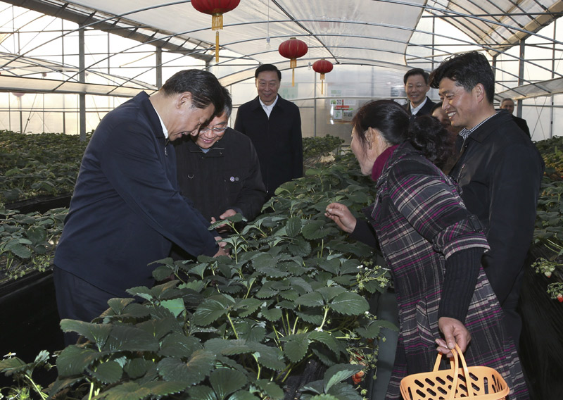 12月13日至14日，中共中央總書記、國家主席、中央軍委主席習(xí)近平在江蘇調(diào)研。這是13日下午，習(xí)近平在鎮(zhèn)江市丹徒區(qū)世業(yè)鎮(zhèn)先鋒村農(nóng)業(yè)園草莓大棚，實地察看草莓生長情況。新華社記者 蘭紅光 攝