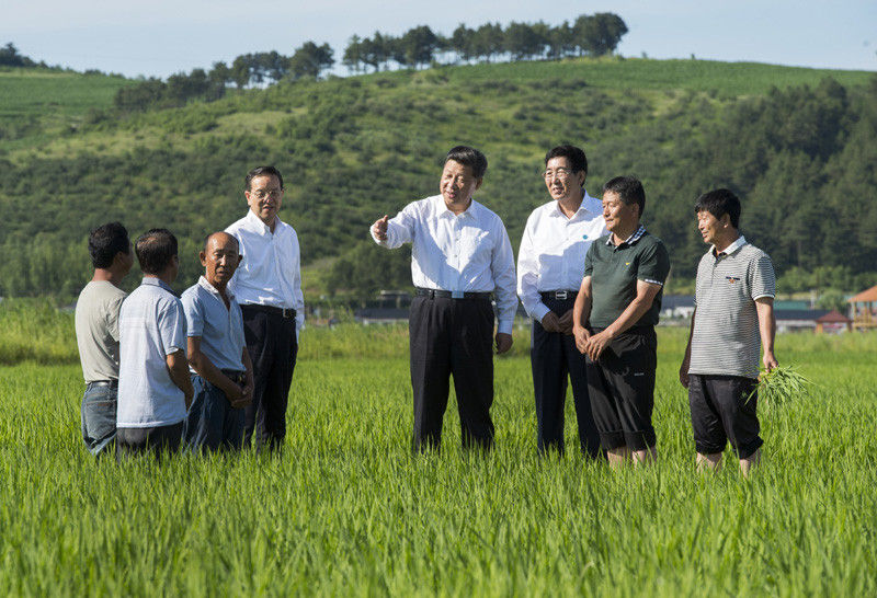 7月16日，習(xí)近平在延邊州和龍市東城鎮(zhèn)光東村稻田同村民和農(nóng)技人員交流。新華社記者 謝環(huán)馳 攝