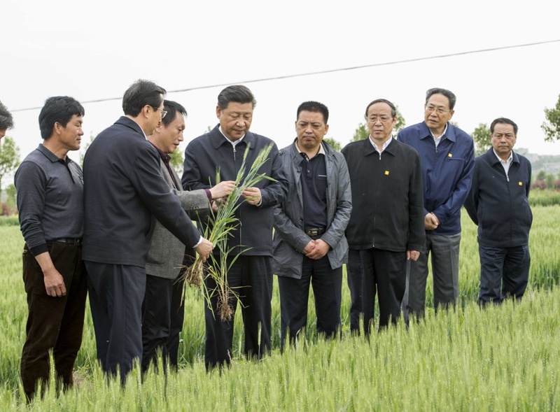 這是4月25日下午，習(xí)近平在滁州市鳳陽縣小崗村察看小麥長勢。新華社記者 李學(xué)仁 攝