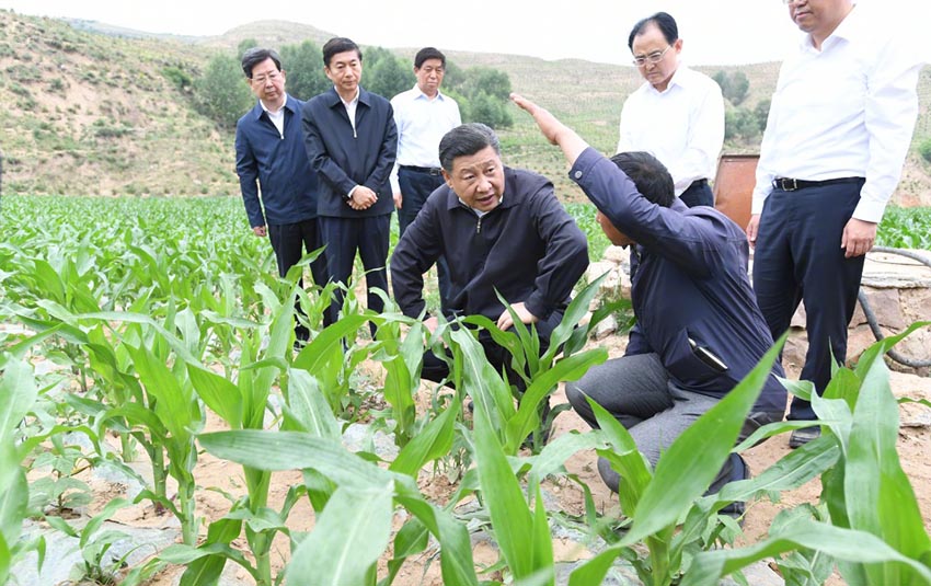 6月21日，中共中央總書記、國家主席、中央軍委主席習近平到山西考察調研。這是習近平在忻州市岢嵐縣趙家窪村察看玉米長勢。新華社記者 李學仁 攝