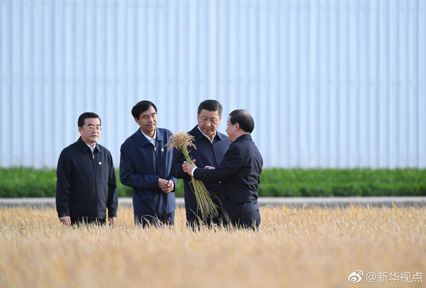 9月25日，中共中央總書記、國家主席、中央軍委主席習(xí)近平抵達(dá)黑龍江省開始考察。這是習(xí)近平在黑龍江農(nóng)墾建三江管理局了解糧食生產(chǎn)和收獲情況。 新華社記者燕雁攝