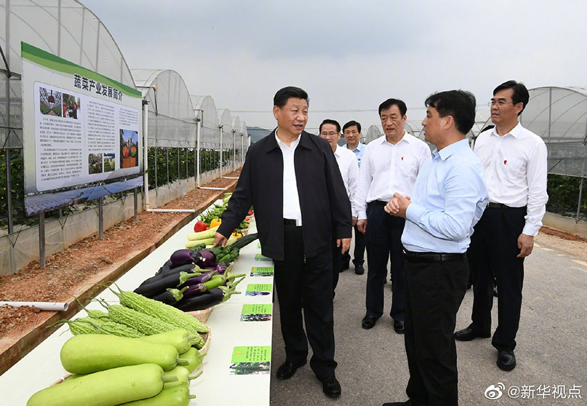 5月20日，中共中央總書記、國家主席、中央軍委主席習近平深入贛南老區考察調研。這是習近平在江西省於都縣梓山富硒蔬菜產業園考察調研。新華社記者 謝環馳 攝