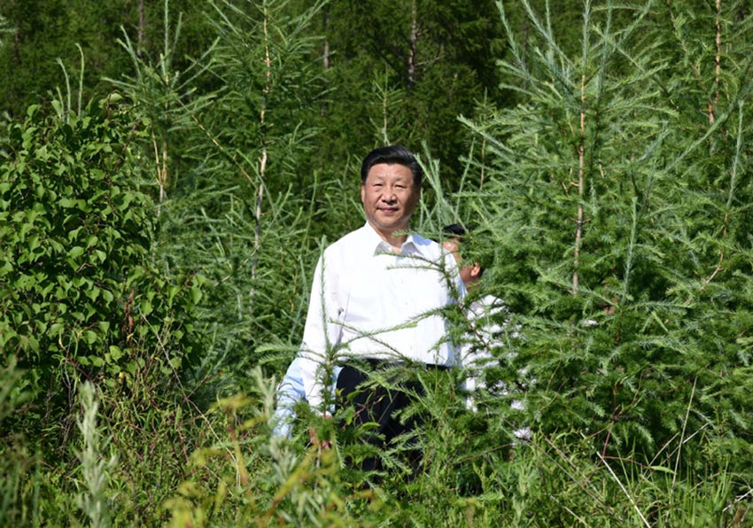 7月15日，中共中央總書記、國家主席、中央軍委主席習近平赴內蒙古自治區考察調研。這是習近平在赤峰市喀喇沁旗馬鞍山林場了解生態文明建設情況。 新華社記者 謝環馳 攝