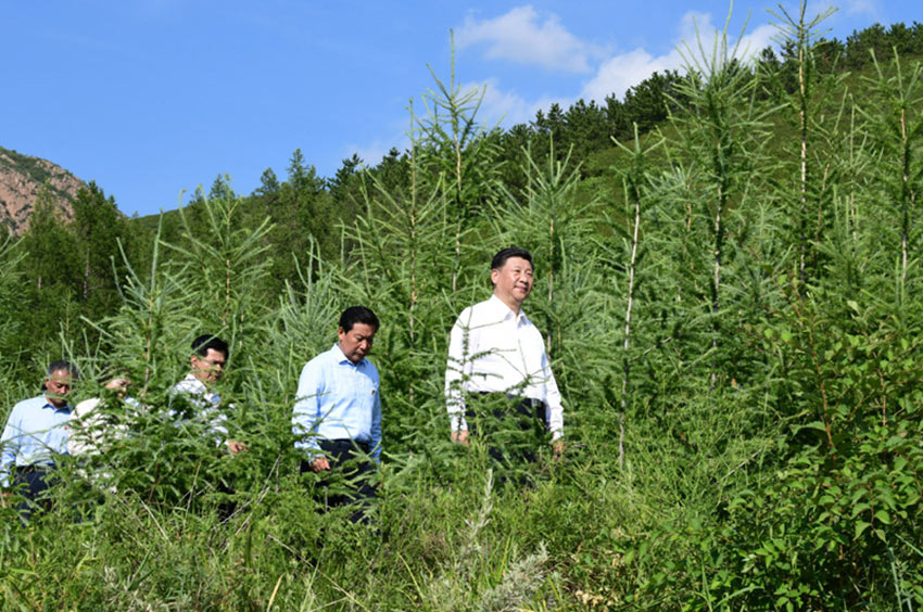 7月15日，中共中央總書記、國家主席、中央軍委主席習近平赴內蒙古自治區考察調研。這是習近平在赤峰市喀喇沁旗馬鞍山林場了解生態文明建設情況。 新華社記者 謝環馳 攝
