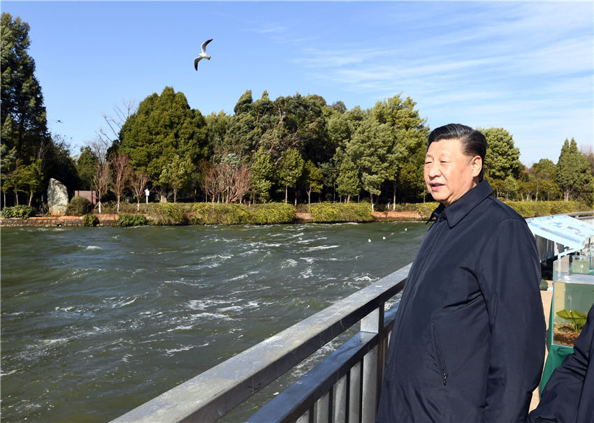 1月20日，正在雲南考察的中共中央總書記、國家主席、中央軍委主席習近平來到昆明，前往滇池星海半島生態濕地，察看滇池保護治理情況。新華社記者 謝環馳 攝