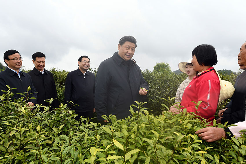 4月20日至23日，中共中央總書記、國家主席、中央軍委主席習近平在陝西考察。這是4月21日，習近平在安康市平利縣老縣鎮(zhèn)蔣家坪村女媧鳳凰茶業(yè)現(xiàn)代示范園區(qū)，同茶農(nóng)們親切交談。 新華社記者 謝環(huán)馳 攝