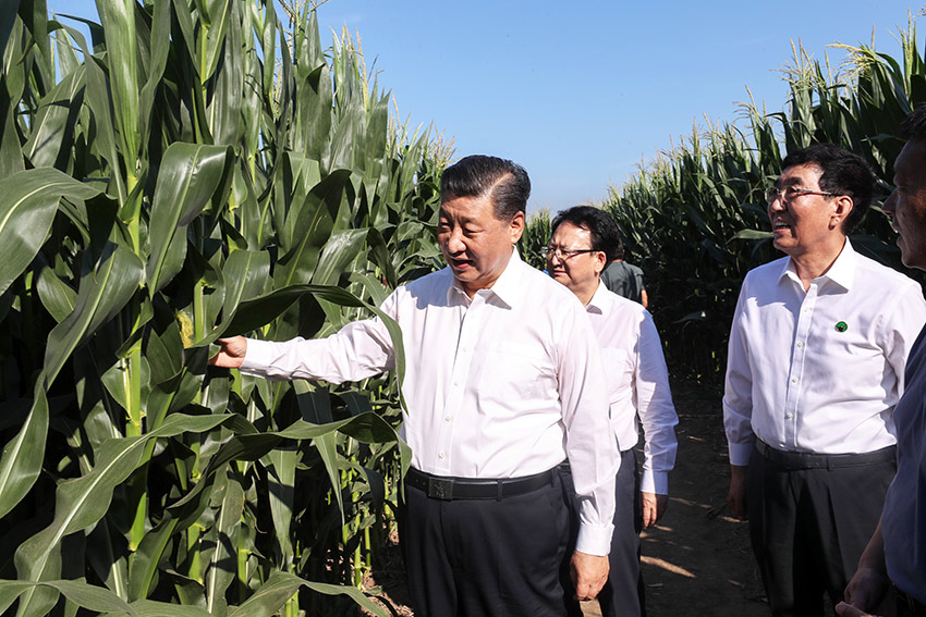 7月22日至24日，中共中央總書記、國家主席、中央軍委主席習(xí)近平在吉林省考察。這是7月22日下午，在四平市梨樹縣國家百萬畝綠色食品原料（玉米）標(biāo)準(zhǔn)化生產(chǎn)基地核心示范區(qū)地塊，習(xí)近平走進(jìn)玉米地，察看玉米長勢。 新華社記者 王曄 攝