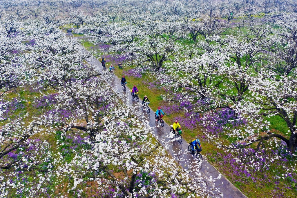 碭山縣梨花盛開,吸引游客前來(lái)觀賞。