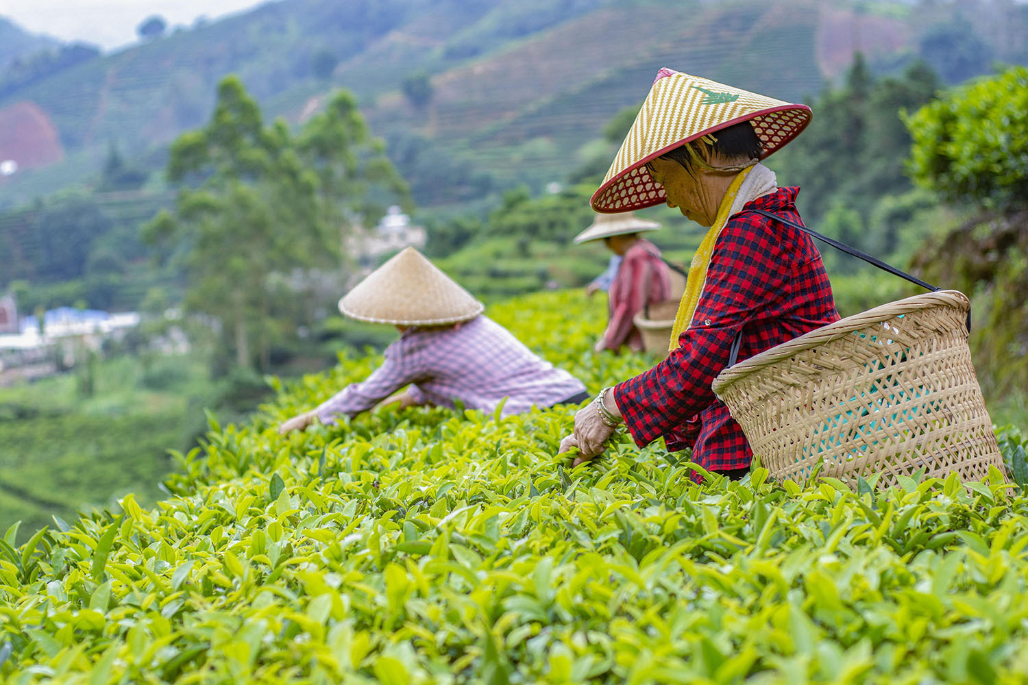 饒平縣浮濱鎮嶺頭村,茶農背著竹簍,正忙著采茶。王舜平 攝