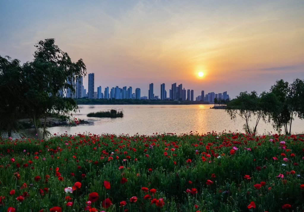 夕陽下的花海