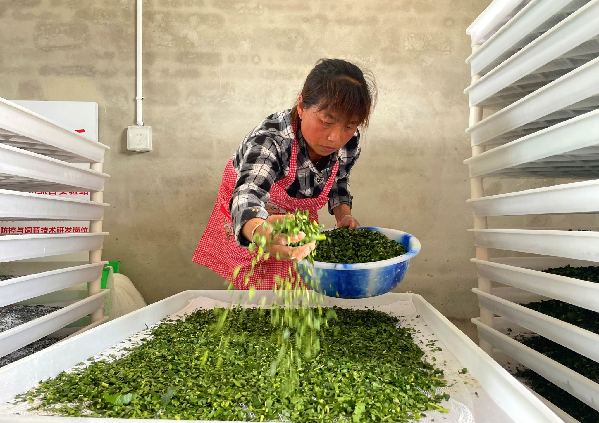高縣嘉樂鎮人民村,工人細心給小蠶喂食桑葉。