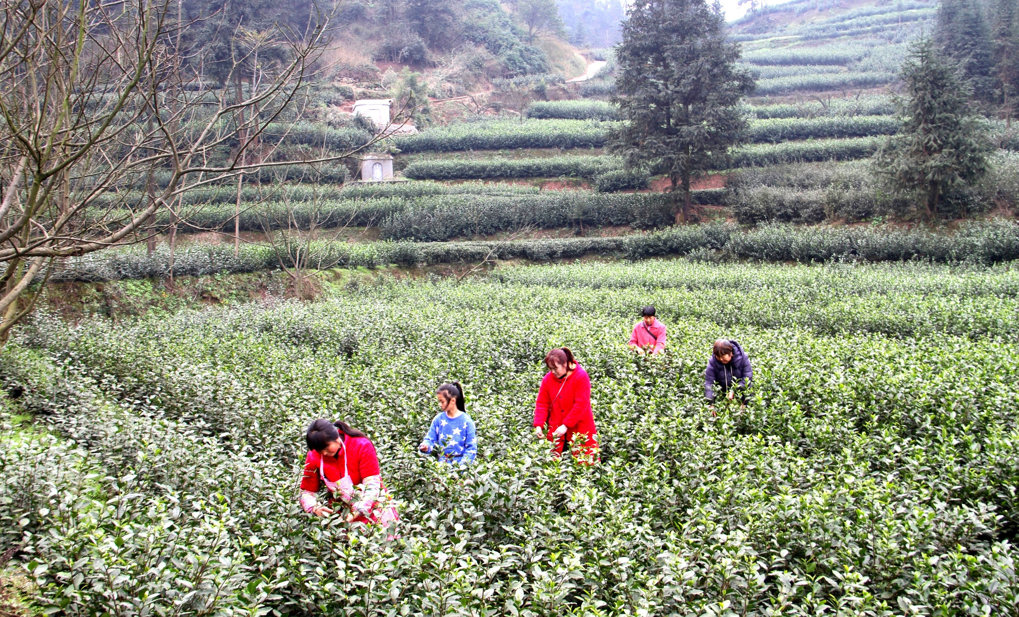高縣蕉村鎮青雲社區,茶農穿梭在茶壟間採摘茶葉。