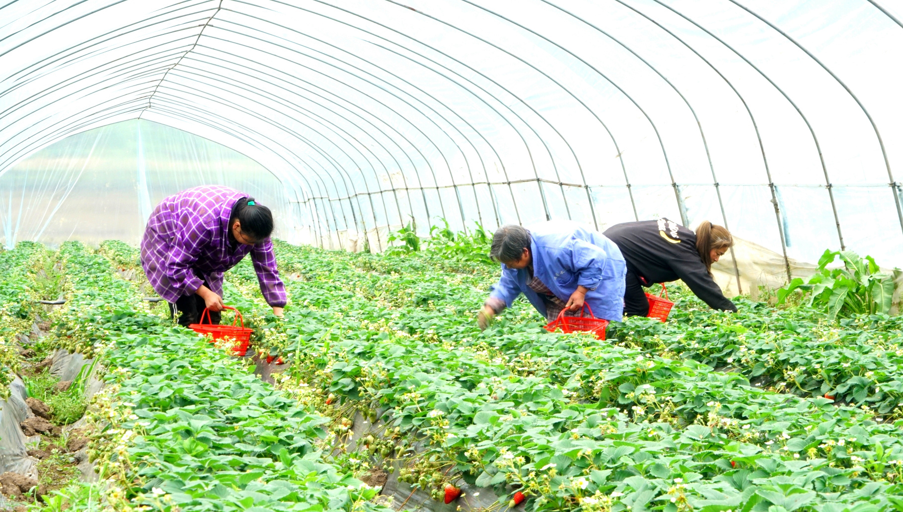 高縣來復鎮新農村,村民們在大棚裡採摘草莓。