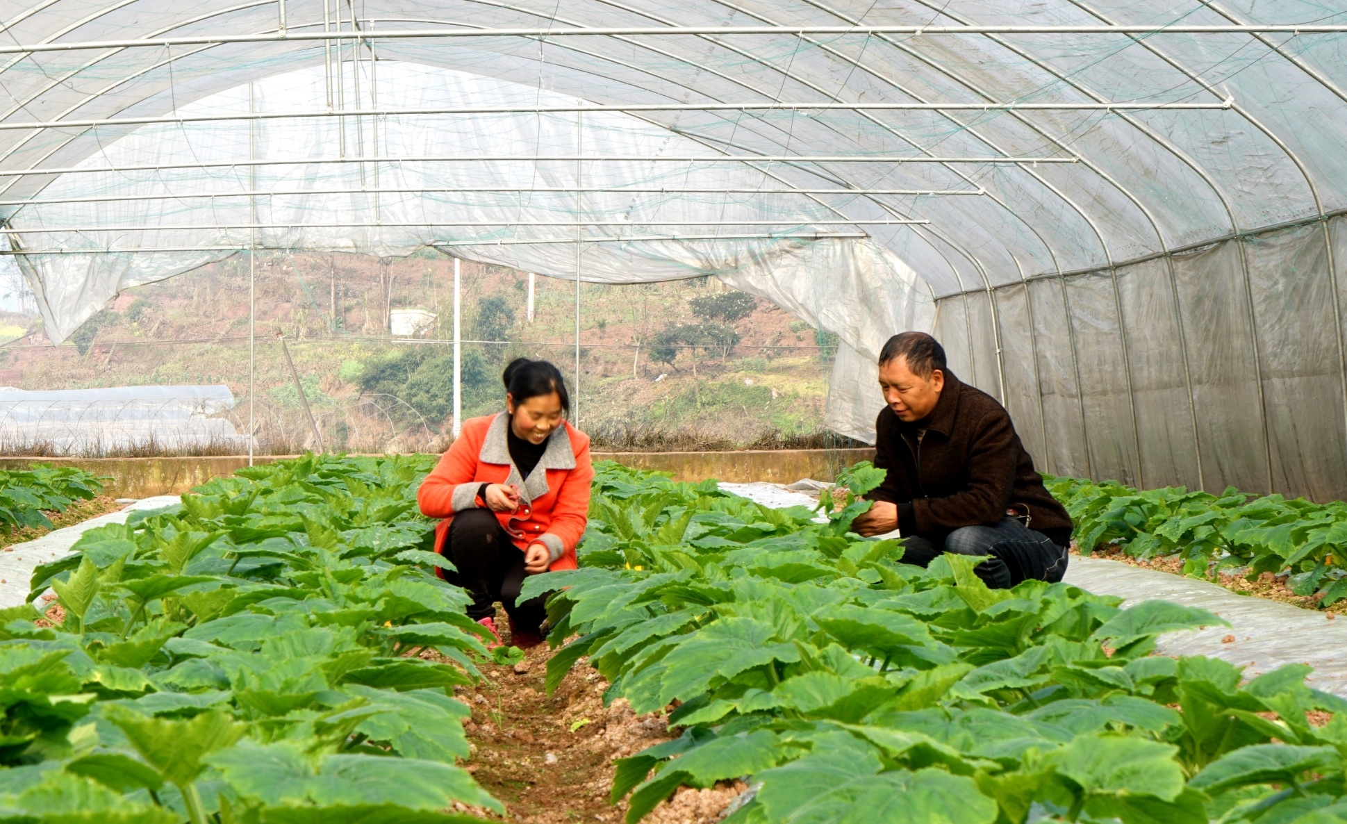 在高縣羅場鎮新集社區,菜農們搶抓農時進行苗期管理,確保蔬菜搶早上市。