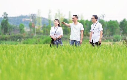 連日來，廣安區(qū)紀(jì)委監(jiān)委緊盯高標(biāo)準(zhǔn)農(nóng)田建設(shè)管理情況，成立專項(xiàng)監(jiān)督檢查組，下沉一線開展監(jiān)督。圖為近日，該區(qū)紀(jì)檢監(jiān)察干部在濃溪鎮(zhèn)了解高標(biāo)準(zhǔn)農(nóng)田管護(hù)情況。伍敏 廣安區(qū)融媒 張國盛 攝