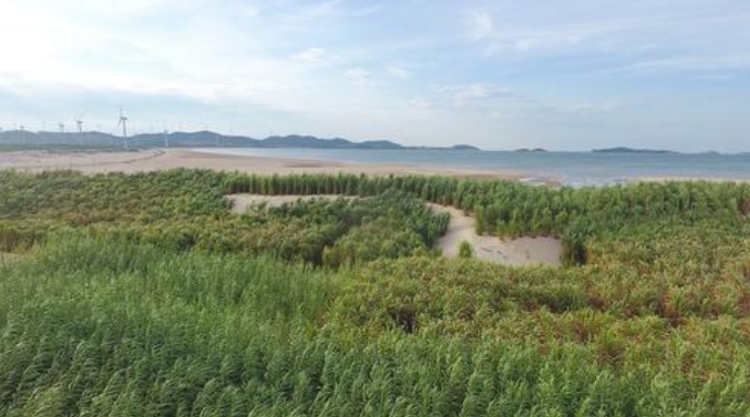 跨越山海的“幸福草”2021年11月19日，在第三次“一帶一路”建設座談會上，習近平回憶起一件往事——在福建工作期間，習近平接待了來訪的巴布亞新幾內亞東高地省省長拉法納瑪。“我向他介紹了菌草技術，這位省長一聽很感興趣。我就派《山海情》里的那個林占熺去了。”菌草，正是在習近平的推動下，為“閩寧合作”打開了一扇門。