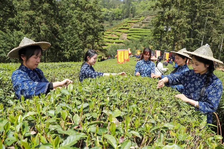 2025年4月13日，福建武夷山市星村鎮朝陽村茶農在生態茶園展示采茶。新華社發（邱汝泉 攝）