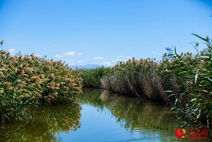 經(jīng)過治理的烏梁素海風景秀美，蘆葦搖曳生姿。人民網(wǎng) 孟佳澍攝